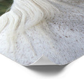 Poster Capture d'écran du cheval arabe 1 (Coin)