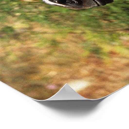 Poster Capture d'écran du cheval arabe avec bride (Coin)