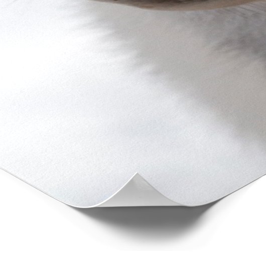 Poster Capture d'écran du cheval islandais blanc (Coin)