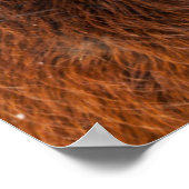 Poster Capture d'écran du cheval islandais Regal (Coin)