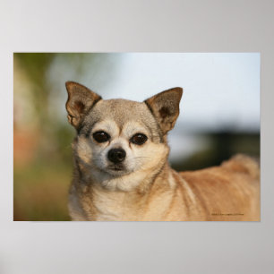 Poster Capture d'écran du Chihuahua