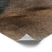 Poster Capture d'écran du poulain du cheval de quart (Coin)