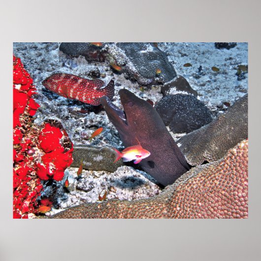 Poster Capture d'écran du récif des Maldives (Devant)