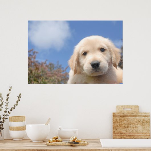 Poster Capture d'écran d'un joli chiot de récupérateur d' (Cuisine)