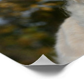 Poster Capture d'écran Golden Retriever 3 (Coin)