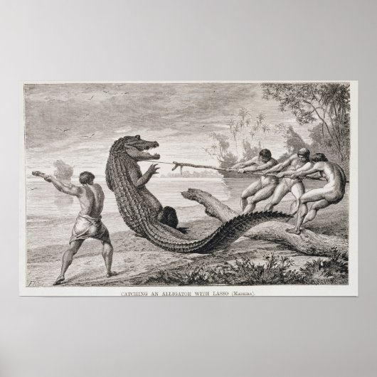 Poster Capture d'un alligator avec lasso (Devant)