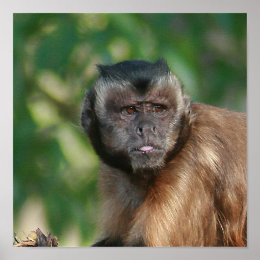 Poster Capuchin Singe Mignonne Mais Cranky (Devant)