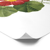 Poster capucine (Tropaeolum majus) de Redouté (Coin)