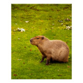 Poster Capybara (Devant)