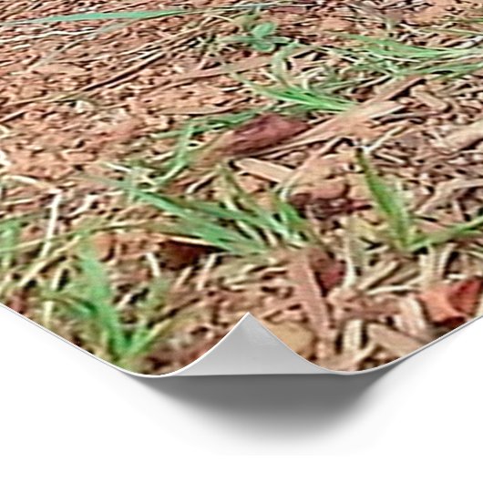 Poster Capybara (Coin)