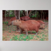 Poster Capybara (Devant)