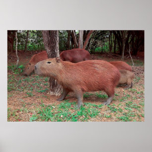 Poster Capybara