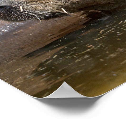 Poster Capybara dans l'eau (Coin)