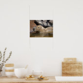 Poster Capybara dans l'eau (Cuisine)