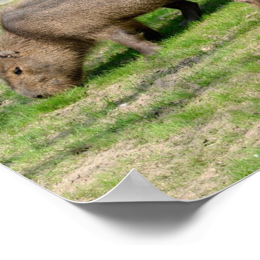 Poster Capybara hydrochaeris (Coin)
