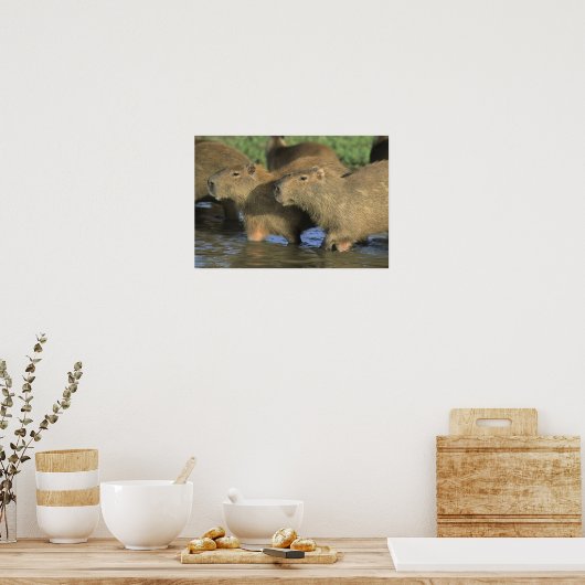 Poster Capybara, Hydrochaeris hydrochaeris), du monde (Cuisine)