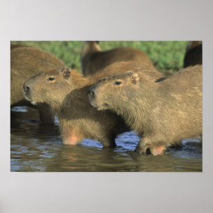 Poster Capybara, Hydrochaeris hydrochaeris), du monde