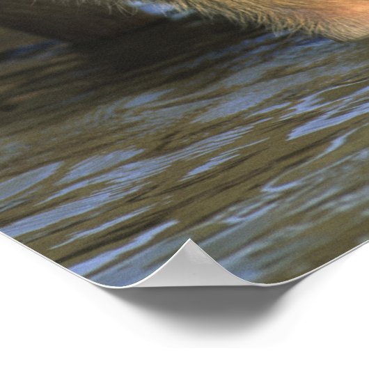 Poster Capybara, Hydrochaeris hydrochaeris), du monde (Coin)