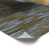 Poster Capybara, Hydrochaeris hydrochaeris), monde (Coin)