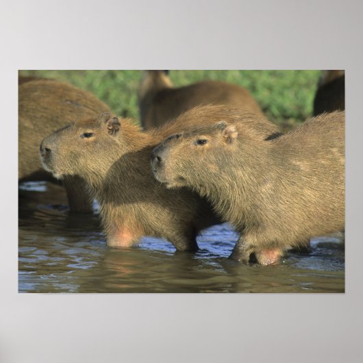 Poster Capybara, Hydrochaeris hydrochaeris), monde (Devant)