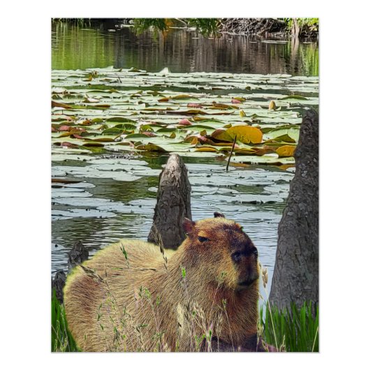 Poster Capybara - Pneumatophores - Faune (Devant)