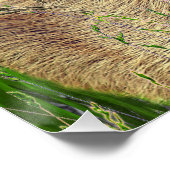 Poster Capybara - Pneumatophores - Wildlife (Coin)