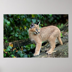 Poster caracal kitten