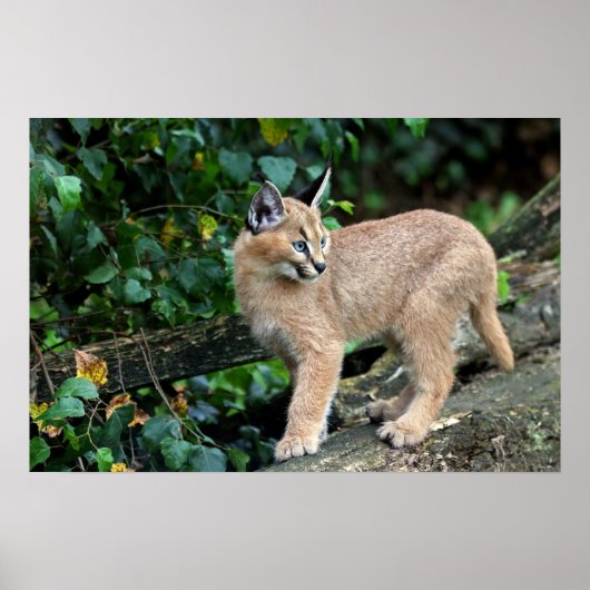 Poster caracal kitten (Devant)