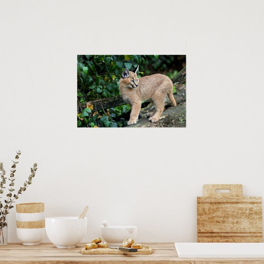 Poster caracal kitten (Cuisine)