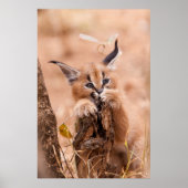 Poster Caracal Kitten (Devant)