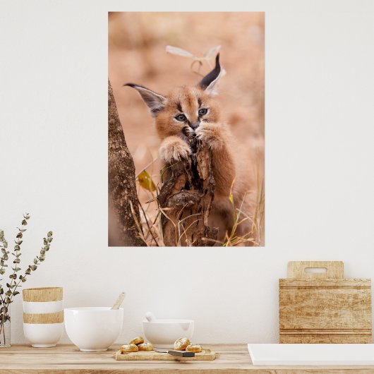 Poster Caracal Kitten (Cuisine)