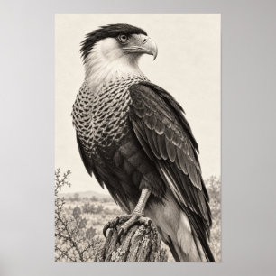 Poster Caracara huppé au Graphite du Sud du Texas