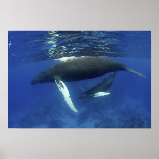 Poster Caraïbes, archipel des Grandes Antilles, (Devant)