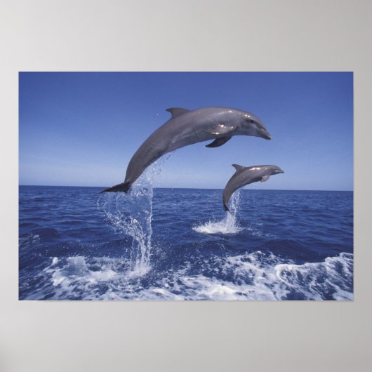 Poster Caraïbes, dauphins à gros nez (Devant)