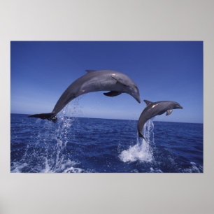 Poster Caraïbes, dauphins à gros nez