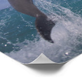 Poster Caraïbes, dauphins de Bottlenose Tursiops 8 (Coin)