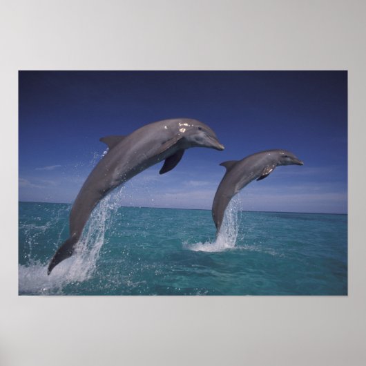 Poster Caraïbes, dauphins de Bottlenose Tursiops 8 (Devant)