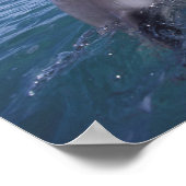 Poster Caraïbes, Grand dauphin (Coin)