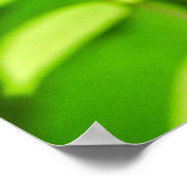 Poster Carambola (Coin)