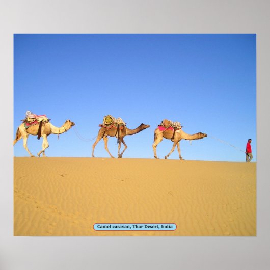 Poster Caravane en chameau, Désert de Thar, Inde (Devant)