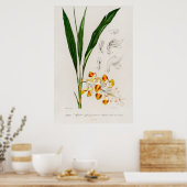 Poster Cardamome naine (Alpinia nutans) (Cuisine)