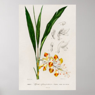 Poster Cardamome naine (Alpinia nutans)