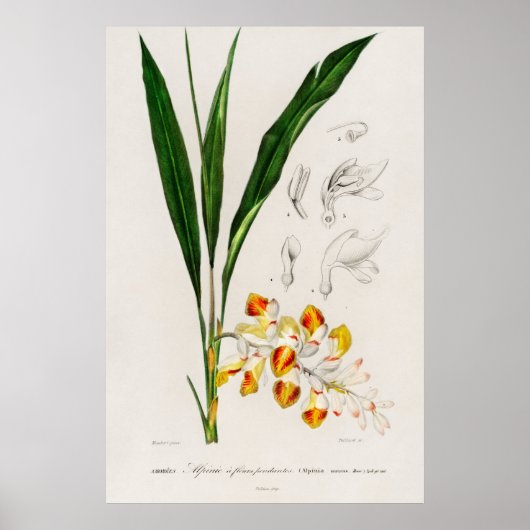 Poster Cardamome naine (Alpinia nutans) (Devant)