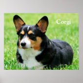 Poster Cardigan Welsh Corgi (Devant)