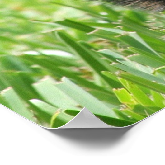 Poster Cardigan Welsh Corgi (Coin)