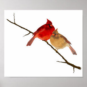 Poster Cardinal