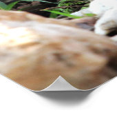 Poster Cardinal (Coin)