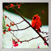 Poster Cardinal (Devant)