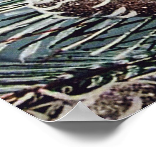 Poster Cardinal (Coin)