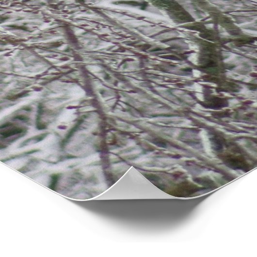 Poster Cardinal (Coin)